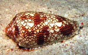 the-cone-snail